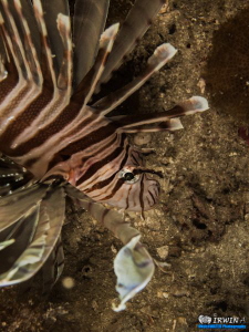 Lionfish

Canon Powershot S100 
Fisheye Fix S100 Housi... by Irwin Ang 